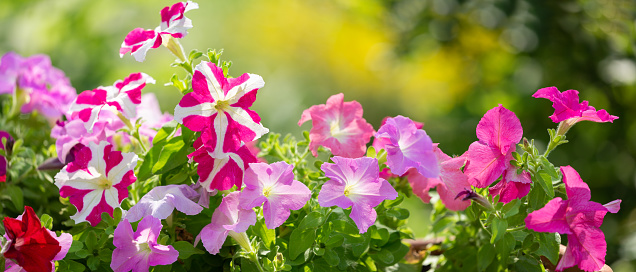 colorful petunia flowers in a garden on a green background