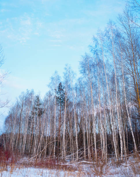 Winter landscape in the forest with birches.
