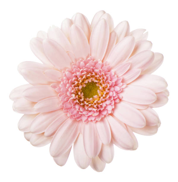 istock Pink gerbera flower. isolated on white background gerbera flower close up 1364966806