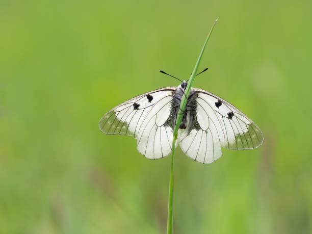 istock Clouded Apollo (Parnassius mnemosyne) butterfly in a meadow 1364967935
