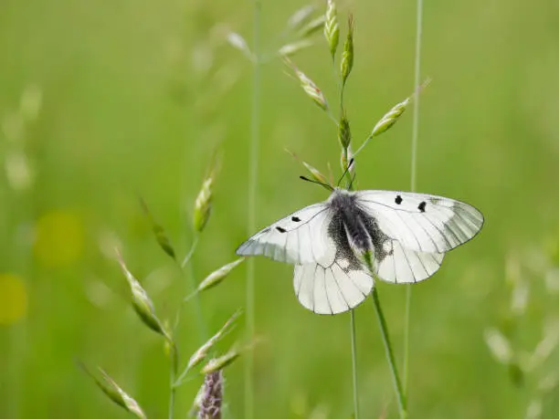 Clouded Apollo (Parnassius mnemosyne) rare white butterfly resting in a meadow, czech republic
