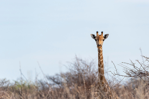 A Girafe head above trees and shrubs in Namibia National Park. High quality photo, nobody