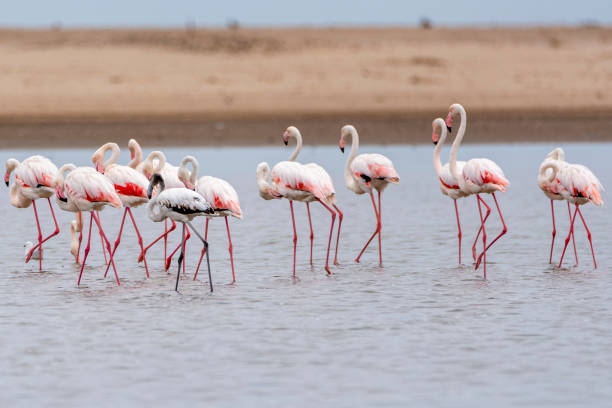 istock Flammingo colony in Walvis bay, Namibia 1364968159