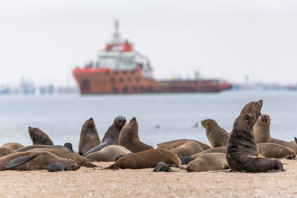 istock Cape fur seal colony and boat at Walvis Bay, Namibia 1364968162