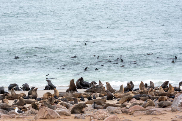 istock Cape fur seal colony at Walvis Bay, Skeleton Coast, Namibia 1364969464