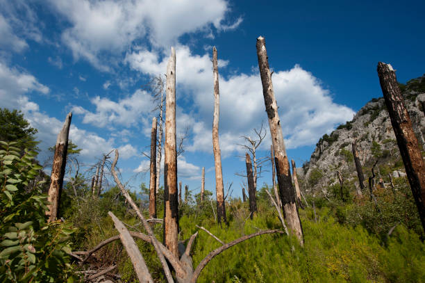 istock trees of the burnt forest 1364969530