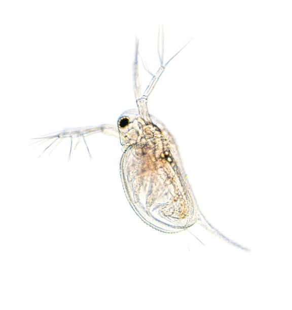 istock Microscopic image of zooplankton Water Flea Daphnia 1364971074