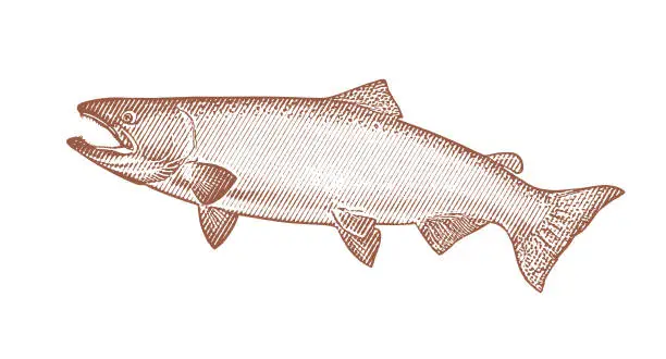 Vector illustration of Large Chinook Salmon
