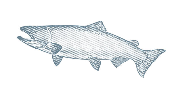 Large Chinook Salmon Vector illustration of a large Chinook Salmon broad catch stock illustrations