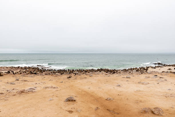 Cape fur seal colony at Cape Cross, Skeleton Coast, Namibia. High quality photo