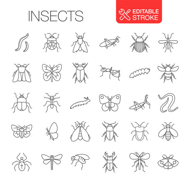 ikony owadów ustaw edytowalny obrys - orthoptera stock illustrations