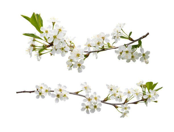 istock Two beautiful cherry tree branches in blossom isolated on white background in springtime 1364973033