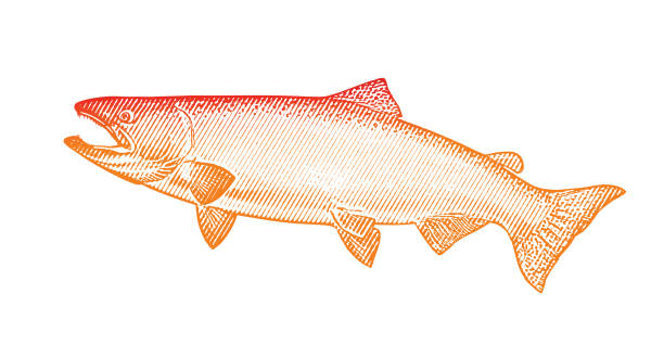 illustrazioni stock, clip art, cartoni animati e icone di tendenza di grande salmone chinook - catch of fish illustrations