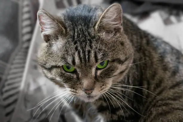 Grey tabby cat sullenly looking at camera. Grumpy green-eyed mature cat.