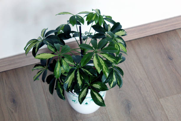 istock Schefflera arboricola plant isolated on wooden background 1364976757