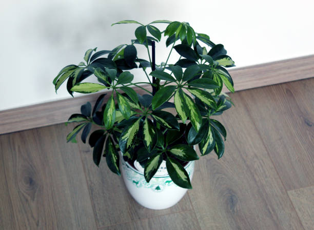 istock Schefflera arboricola plant isolated on wooden background 1364976765