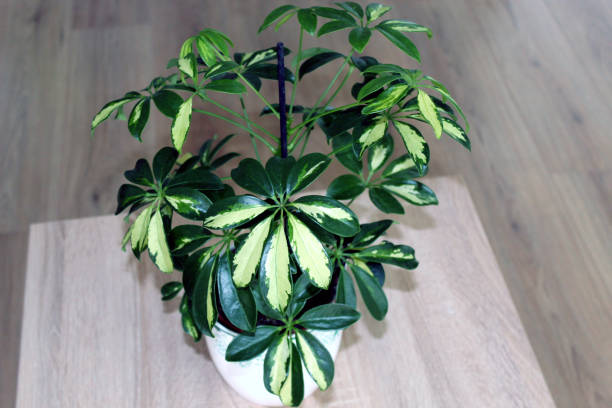 istock Schefflera arboricola plant isolated on wooden background 1364976771