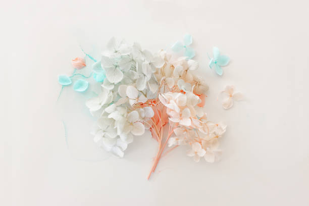 istock Creative image of pastel blue and pink Hydrangea flowers on artistic ink background. Top view with copy space 1364978121