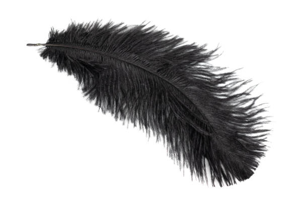 istock a black ostrich feather on a white isolated background 1364982058