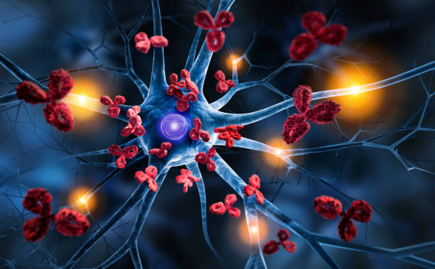 нервные клетки, атакованные антителами - synapse human nervous system brain cell стоковые фото и изображения