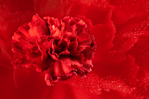 A red carnation flower on a textured red background. A greeting card with a place for text. March 8 with Women's Day. Mother's Day. Grandma's day. Happy Birthday.valentine's day.