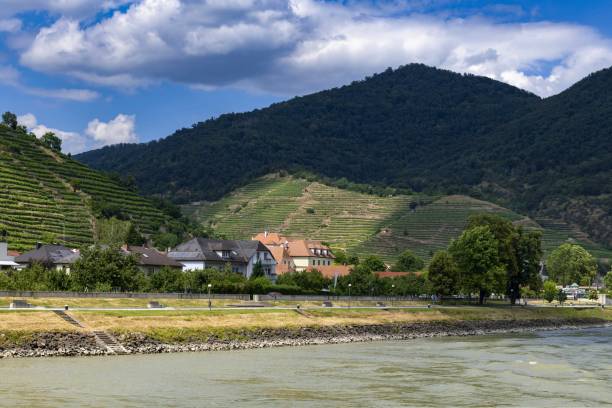 istock Austrian village of Spitz in Danube valley 1364983864