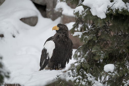 A bald eagle sits in the snow next to the tree. Closeup  portrait.