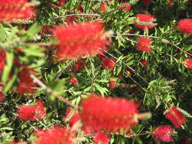 Melaleuca citrina -Callistemon citrinus. Bottlebrush or Callistemon Citrinus plant (Melaleuca Citrina).
Melaleuca citrina, the common red bottlebrush, crimson bottlebrush, or lemon bottlebrush is a plant in the myrtle family Myrtaceae.Nature Parks. Costanera Sur Ecological Reserve Park. red flower trees callistemon citrinus stock pictures, royalty-free photos & images