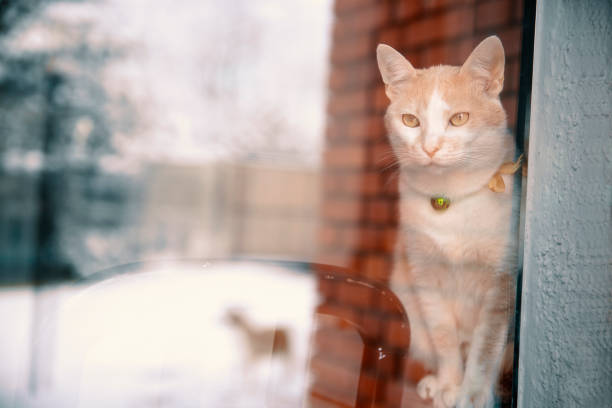 A red cat looks down at the camera, with one paw on the glass of the balcony that reflects its face and the blue sky.