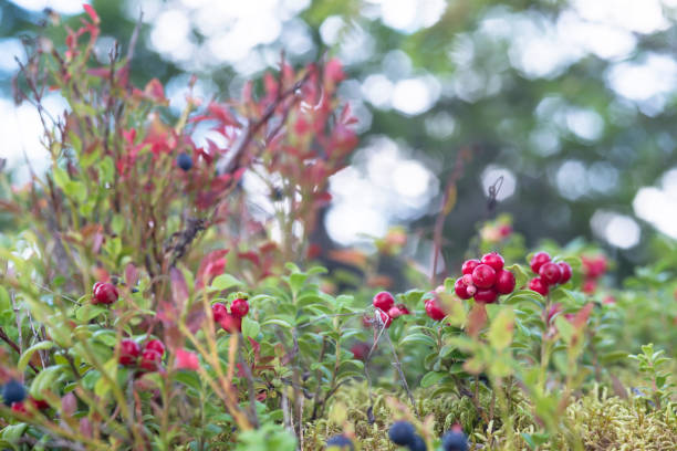 istock Cowberries, cranberries, foxberries, lingonberries plants in the forest 1364987262