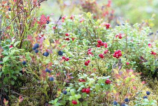 Cranberries, cowberries and blueberries plants mixed growing in forest moss