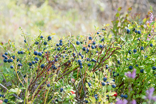 A lots of, many ripe berries of blueberries, hurtleberry, huckleberry, wimberry on a plants, rich shrub and bushes