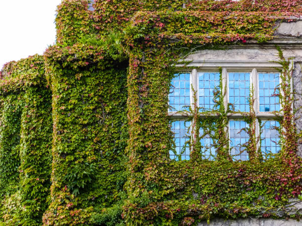 istock old house facade and window covered with green ivory 1364987352