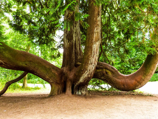 istock huge old and high tree in irish park 1364987380