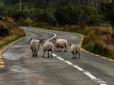 sheeps on the road in ireland