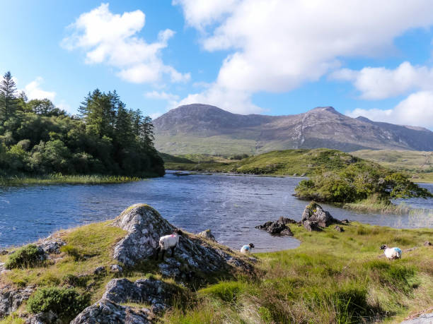 istock sunny irish landscape with green fields, lake and sheeps 1364987450
