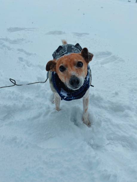 istock Dog in the Snow 1364987873