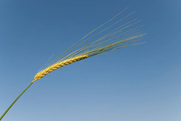 istock Ear Of Wheat Against A Blue Sky 136498794