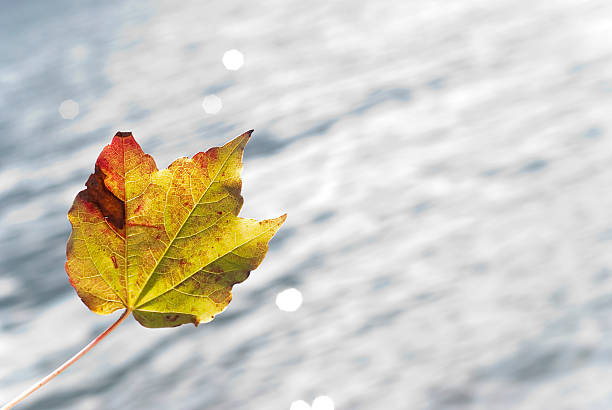 Autumn leaf on the lake background.