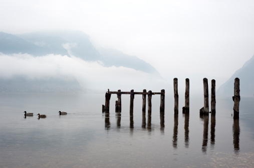 Ducks and poles into Lake Como at dawn. Oliveto Lario, near Bellagio.