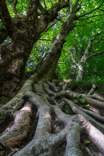 istock Mighty roots of a tree on a slope in the forest. 1364988504