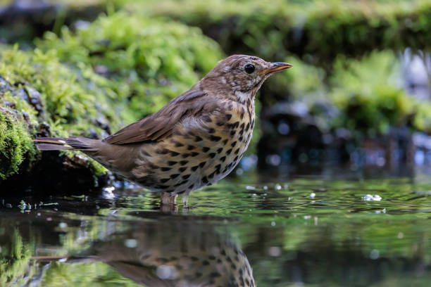 istock Bathing song thrush in forest lake 1364988843
