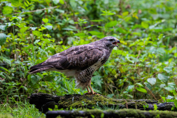 istock Side view of common buzzard with open beak next to drinking pool 1364988974