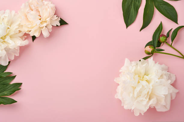 istock Spring eco-friendly gift wrapped in grey textile with one white peony flowers decor on pink. Sustainable gift. Traditional Japanese Furoshiki style. View from above. 1364989194