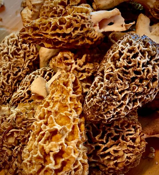 three morels in the Michigan woods