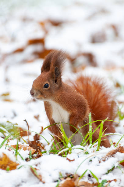 istock Eurasian red squirrel (Sciurus vulgaris) in snow 1364989888