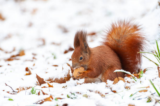 istock Eurasian red squirrel (Sciurus vulgaris) in snow 1364989891