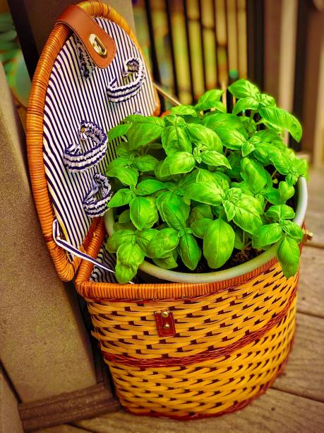 Spring Picnic Basket Filled with Fresh Basil