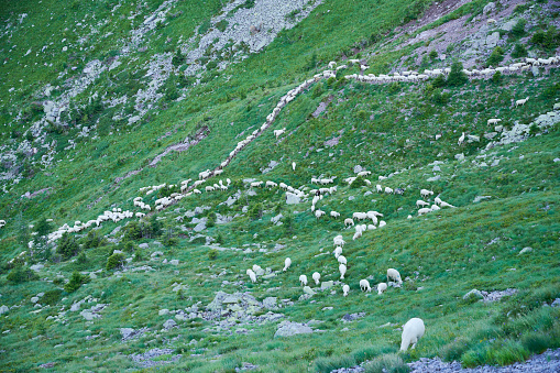A Flock Of Sheep at Sadole Pass. Lagorai Mountain Range. Trentino-Alto Adige. Italy.