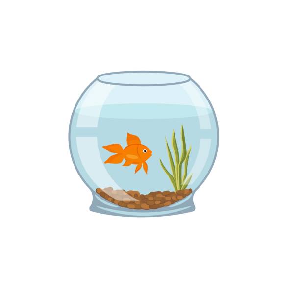 illustrations, cliparts, dessins animés et icônes de icône de poisson d’algues d’aquarium. dessin animé d’une icône vectorielle de poisson d’algues d’aquarium pour la conception de sites web isolés sur fond blanc - fish tank